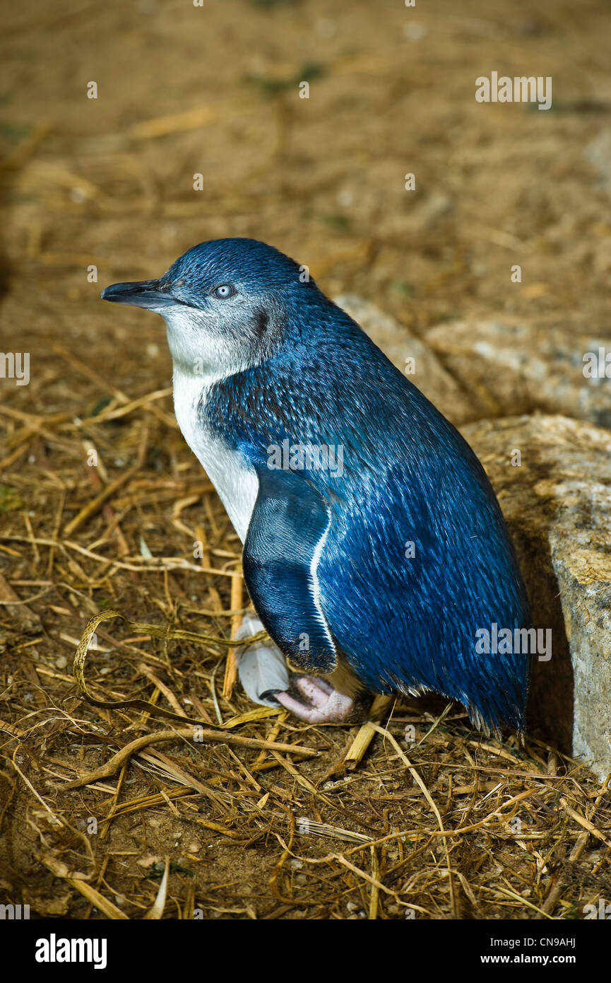 In Australia, in Sud Australia, Victor Harbor, Granite Island Nature Park, Penguin centro di riabilitazione, piccolo pinguino Foto Stock