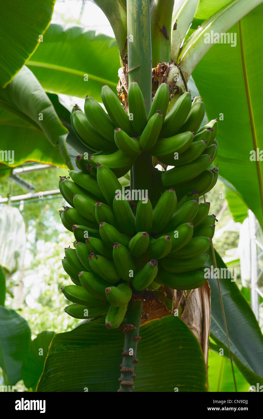Le banane crescono in biome al progetto eden in Cornwall Inghilterra Foto Stock