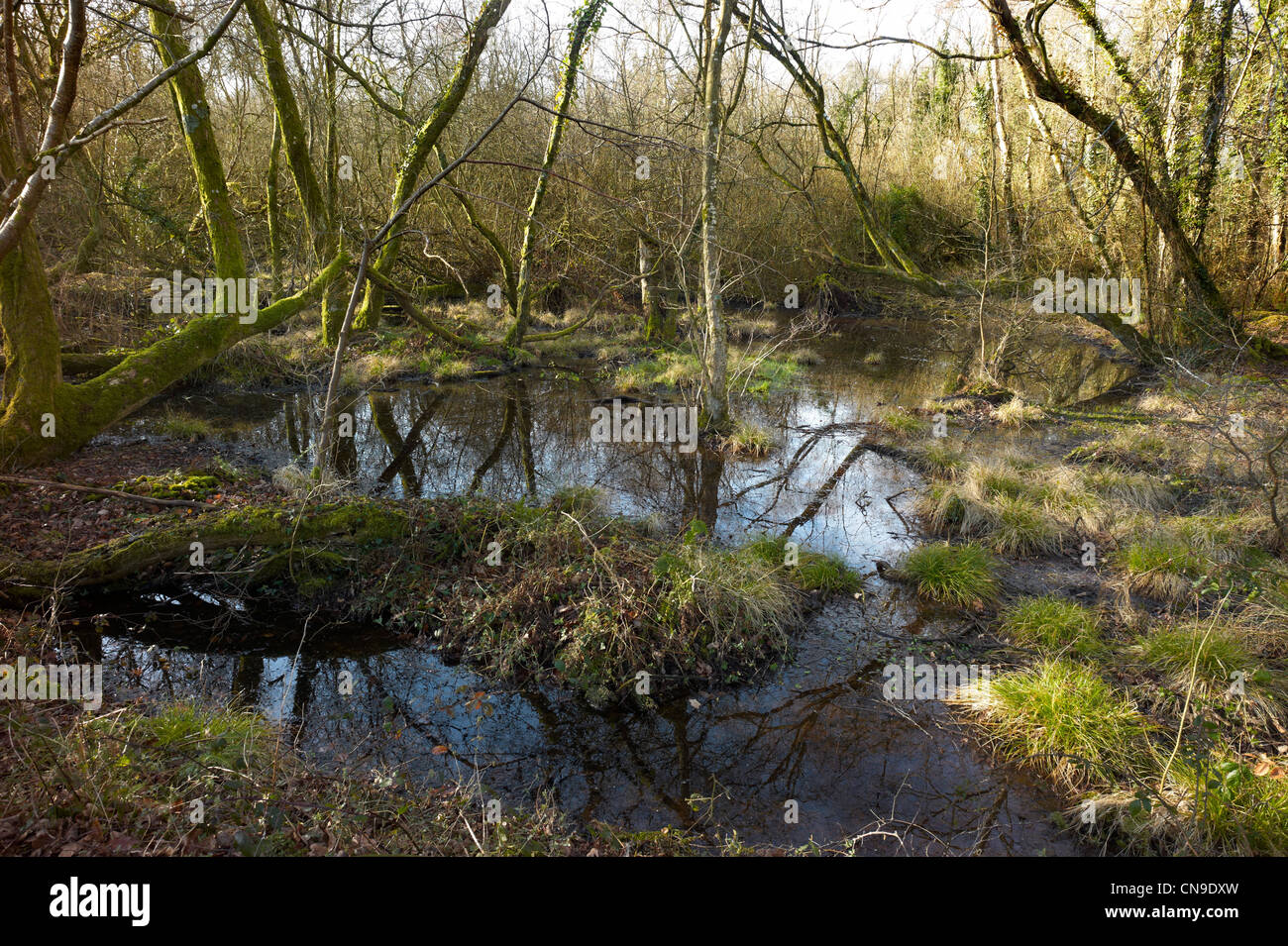 Bosco umido su Bovey Heathfield natura locale riserva Devon England Foto Stock