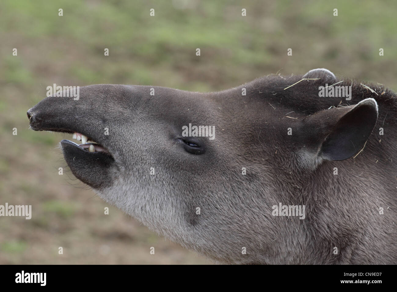 Il tapiro a UK zoo. Foto Stock