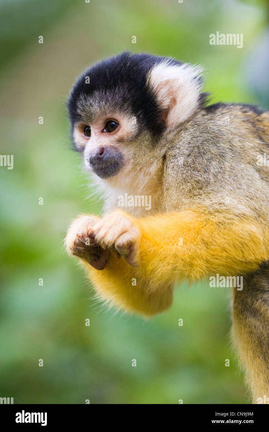 Nero Capped Scimmia di scoiattolo - Saimiri boliviensis Foto Stock