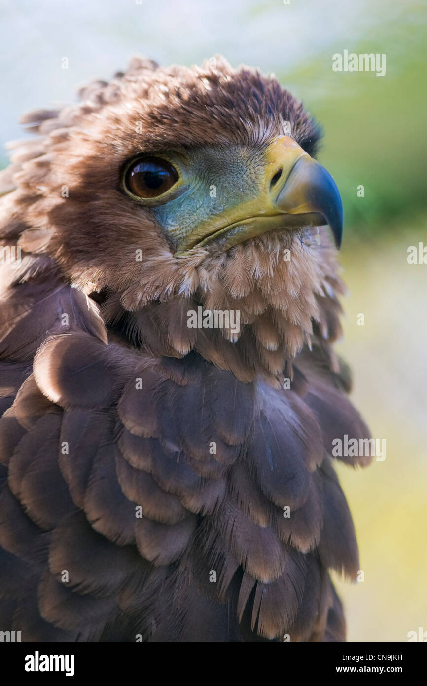 Bateleur Eagle - Terathopius ecaudatus Foto Stock
