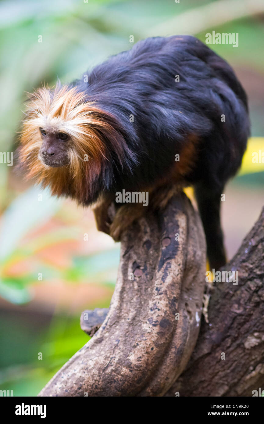 Testa di Golden Lion Tamarin - Leontopithecus chrysomelas Foto Stock