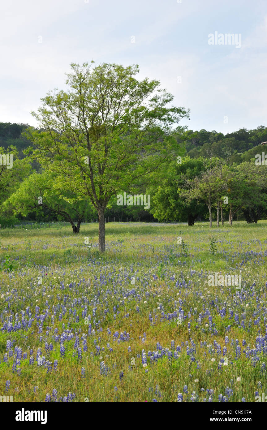 Bluebonnets in Texas, Stati Uniti d'America Foto Stock