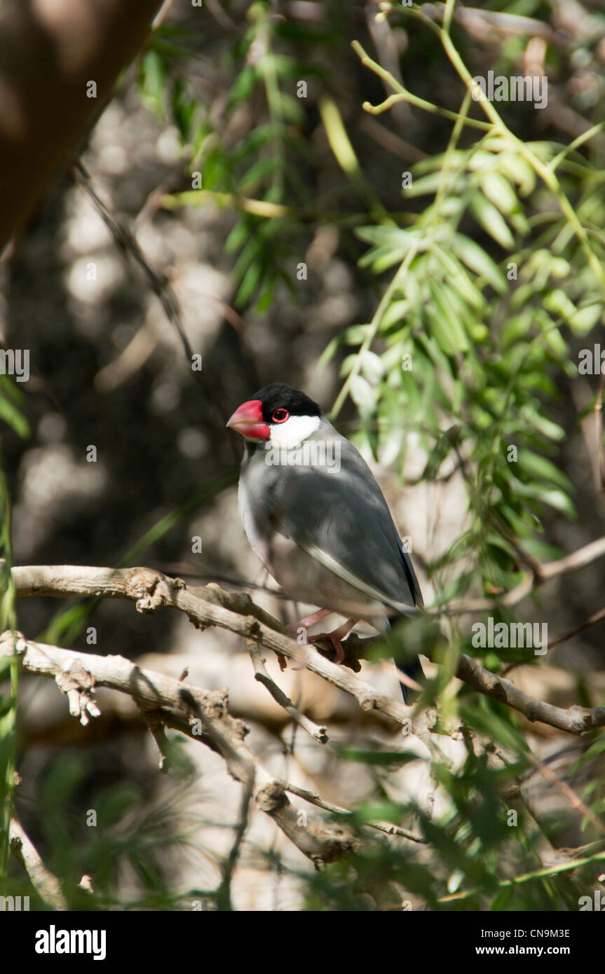 Lanzarote isole Canarie - Guinate giardini tropicali. Java sparrow. Foto Stock