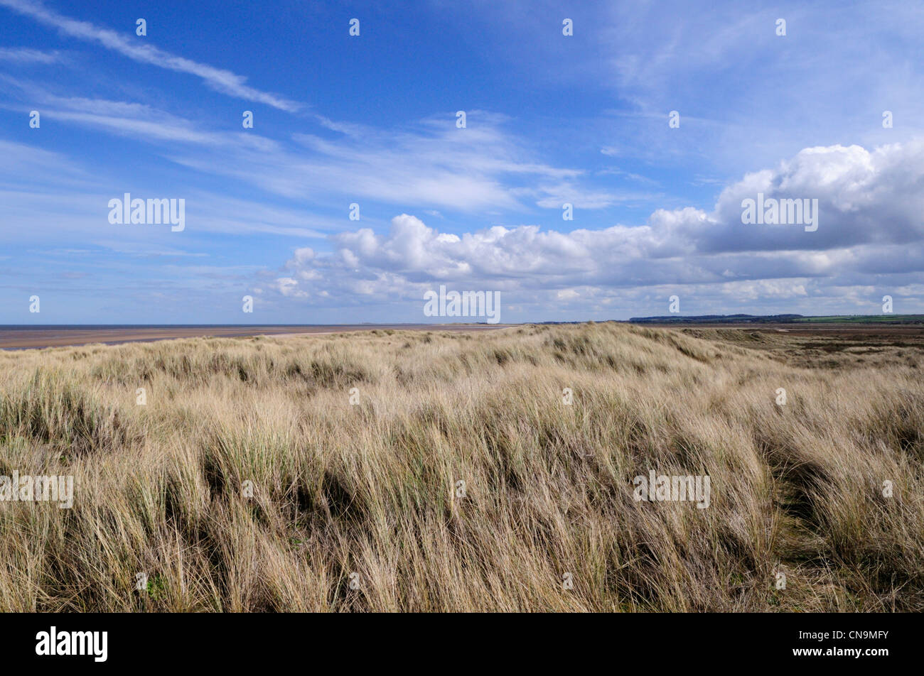 Holme dune, Norfolk, Inghilterra, Regno Unito Foto Stock