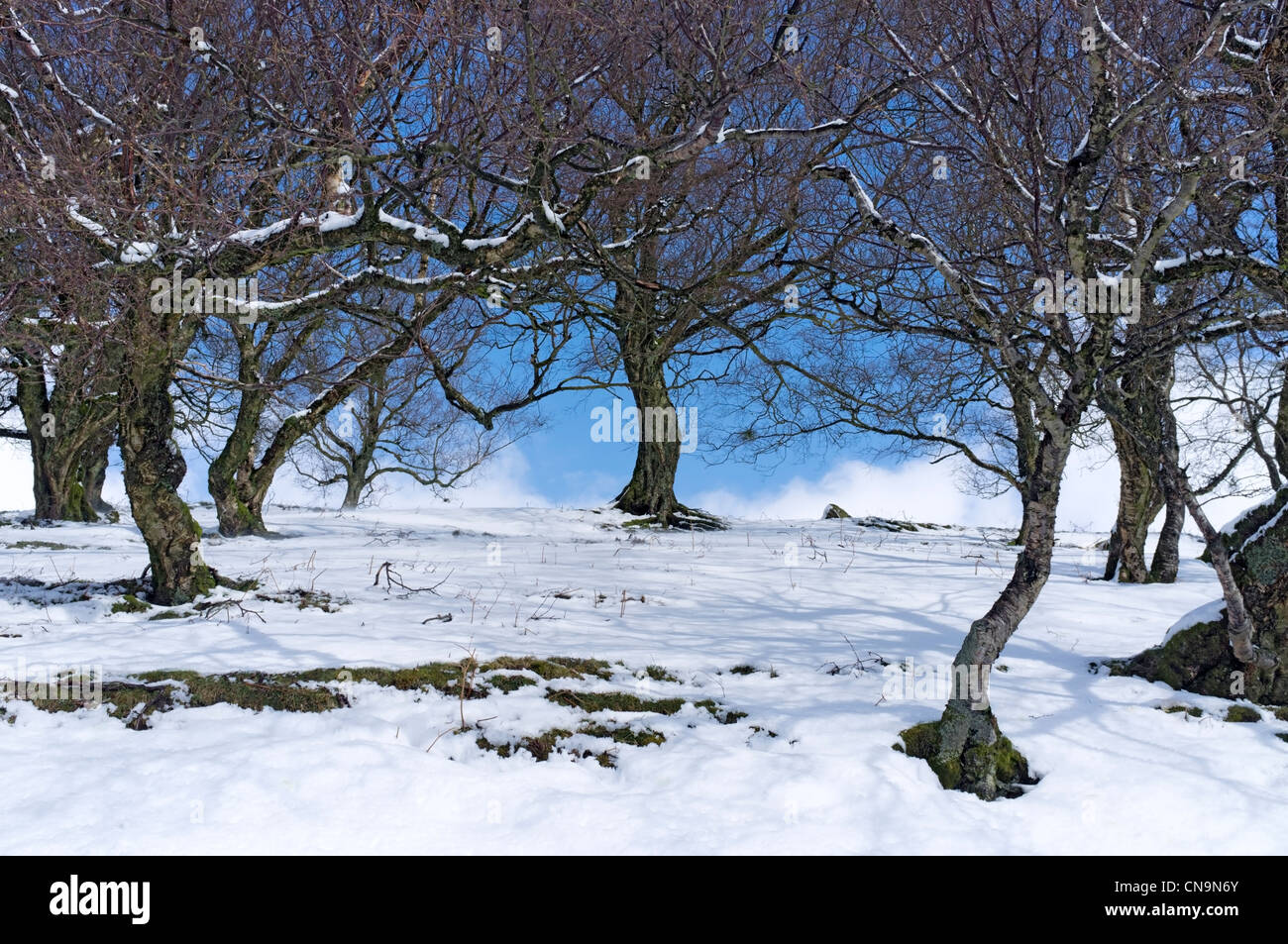 Neve di primavera al di sotto del battente alberi, Bracken Hill, Swaledale, nello Yorkshire, Inghilterra Foto Stock