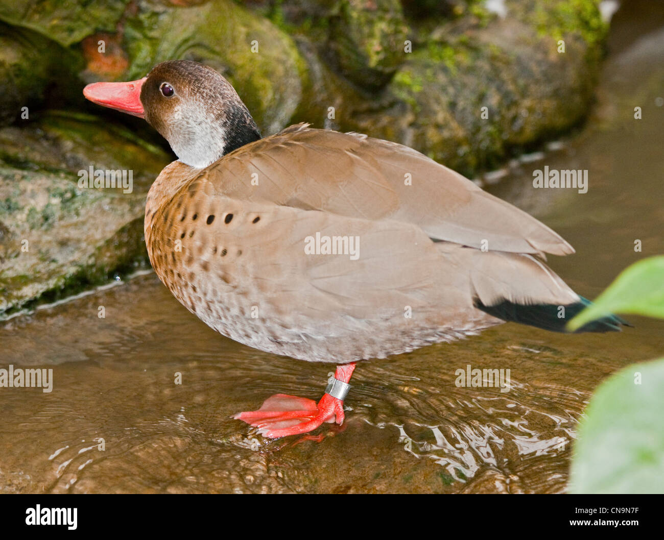 Brasiliano (Teal amazonetta brasiliensis), Regno Unito Foto Stock