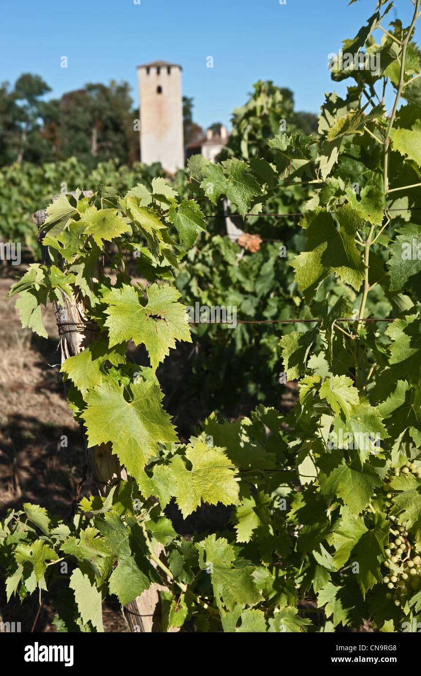 Francia, Gers, vicino a Montreal, i vigneti e la Tour de Lamothe, torre di difesa della tredicesima e dei vigneti Foto Stock