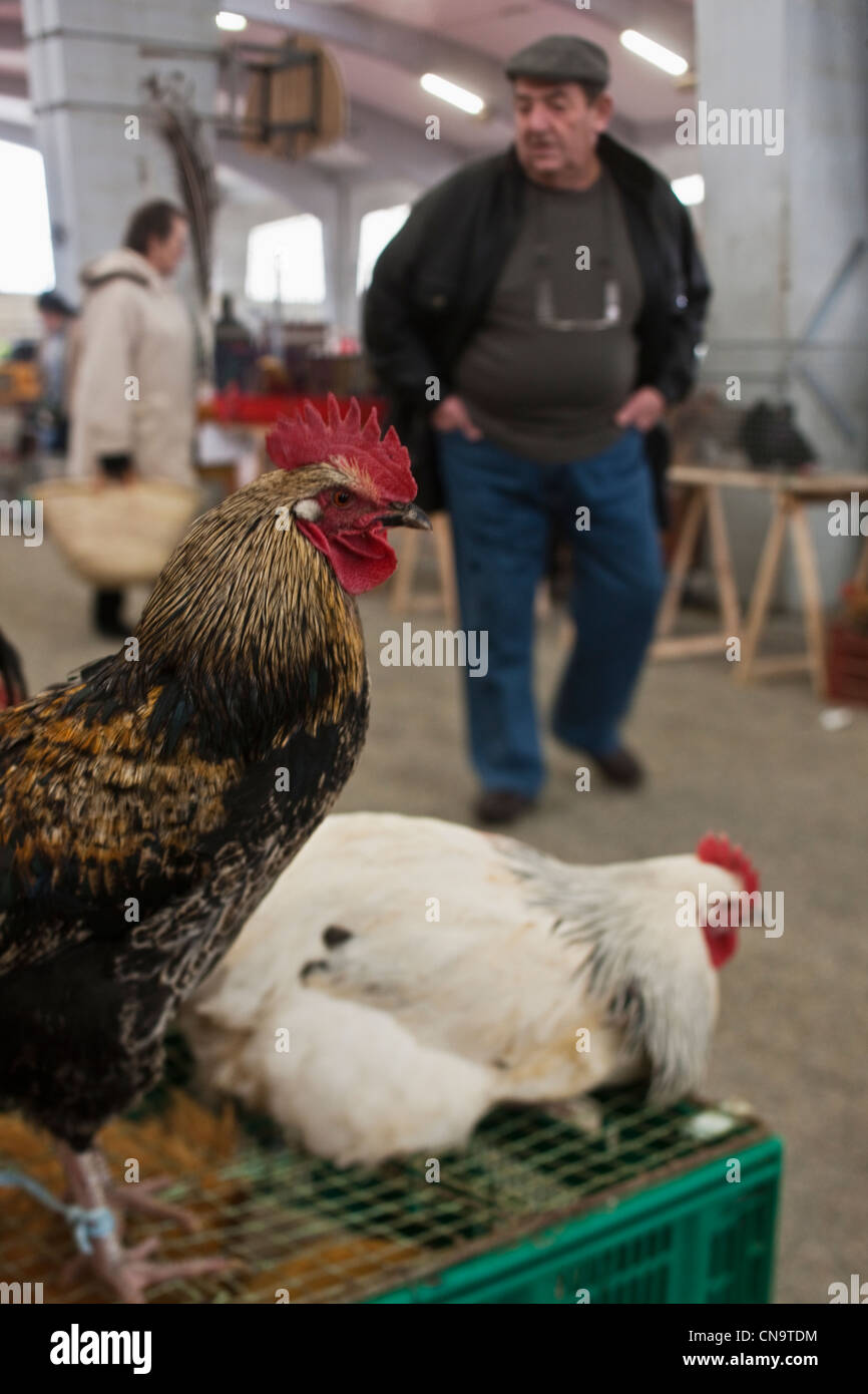 Francia, Gers, Samatan mercato del pollame vivo Foto Stock