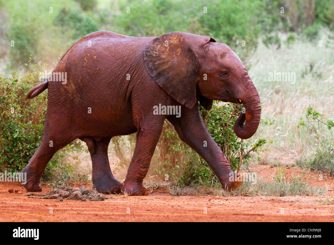 Cucciolo di elefante immagini e fotografie stock ad alta risoluzione - Alamy