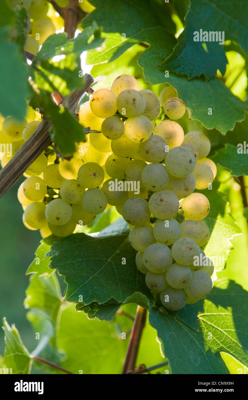 Germania, Hesse, Rudesheim am Rhein, mazzo di uve del vitigno Riesling Foto Stock