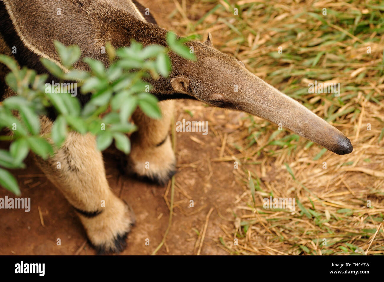 Il Brasile, Mato Grosso do Sul, Bonito, giant anteater (Myrmecophaga tridactyla) Foto Stock