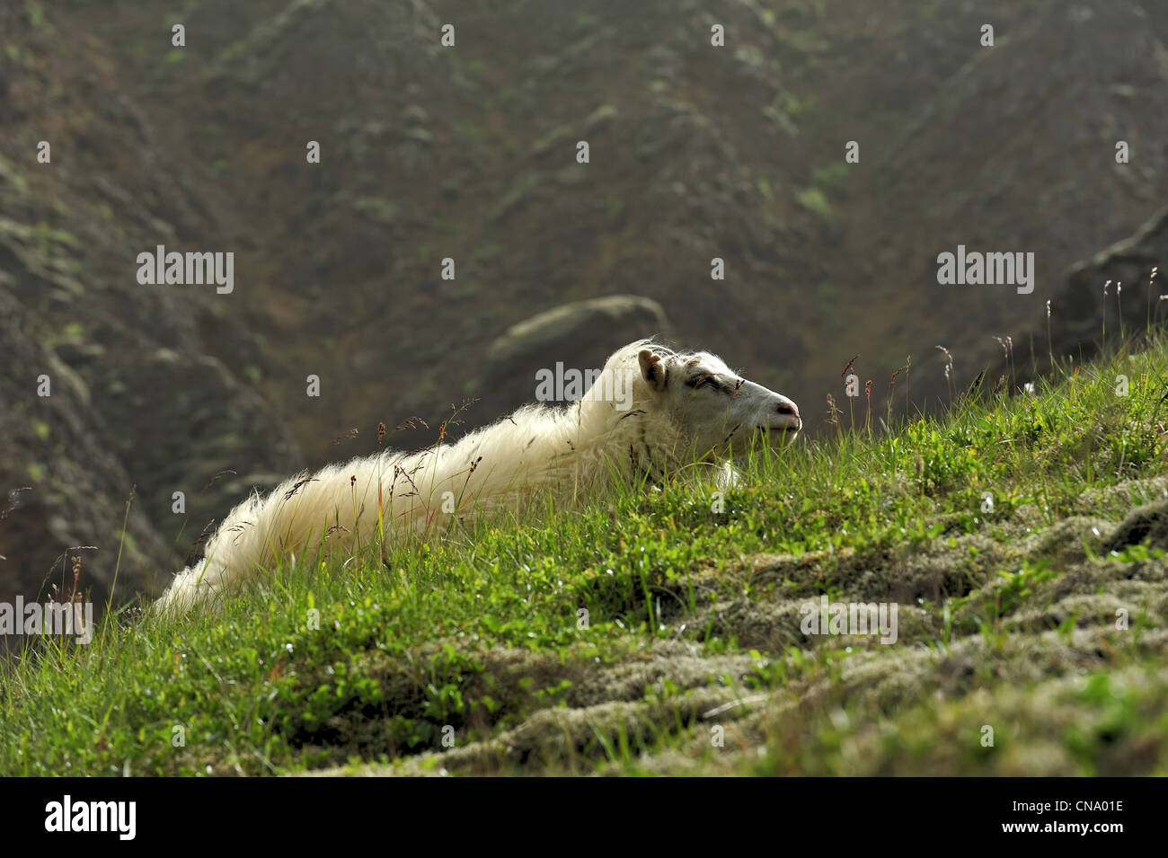 Pecore in montagna, Islanda Foto Stock