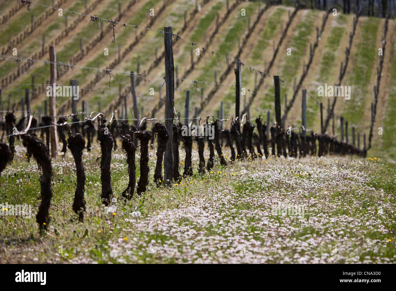 Francia, Lot, Grezels, la vigna del vino di Cahors Foto Stock