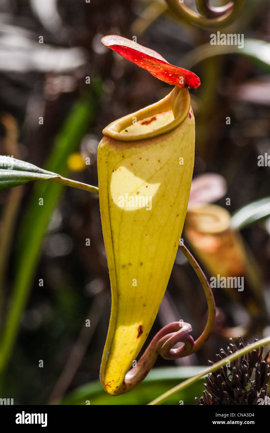 Nepenthes, piante carnivore endemica al sud del Madagascar Foto Stock