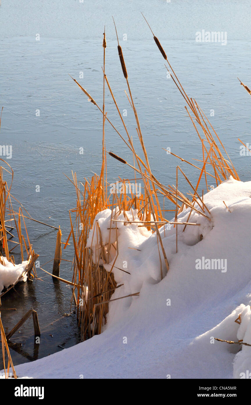 Cattails e lago ghiacciato in inverno Foto Stock