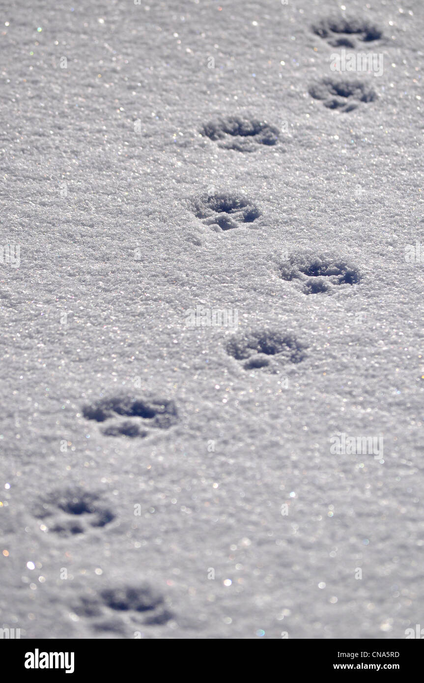 Cane animale stampe tracce nella neve Foto Stock