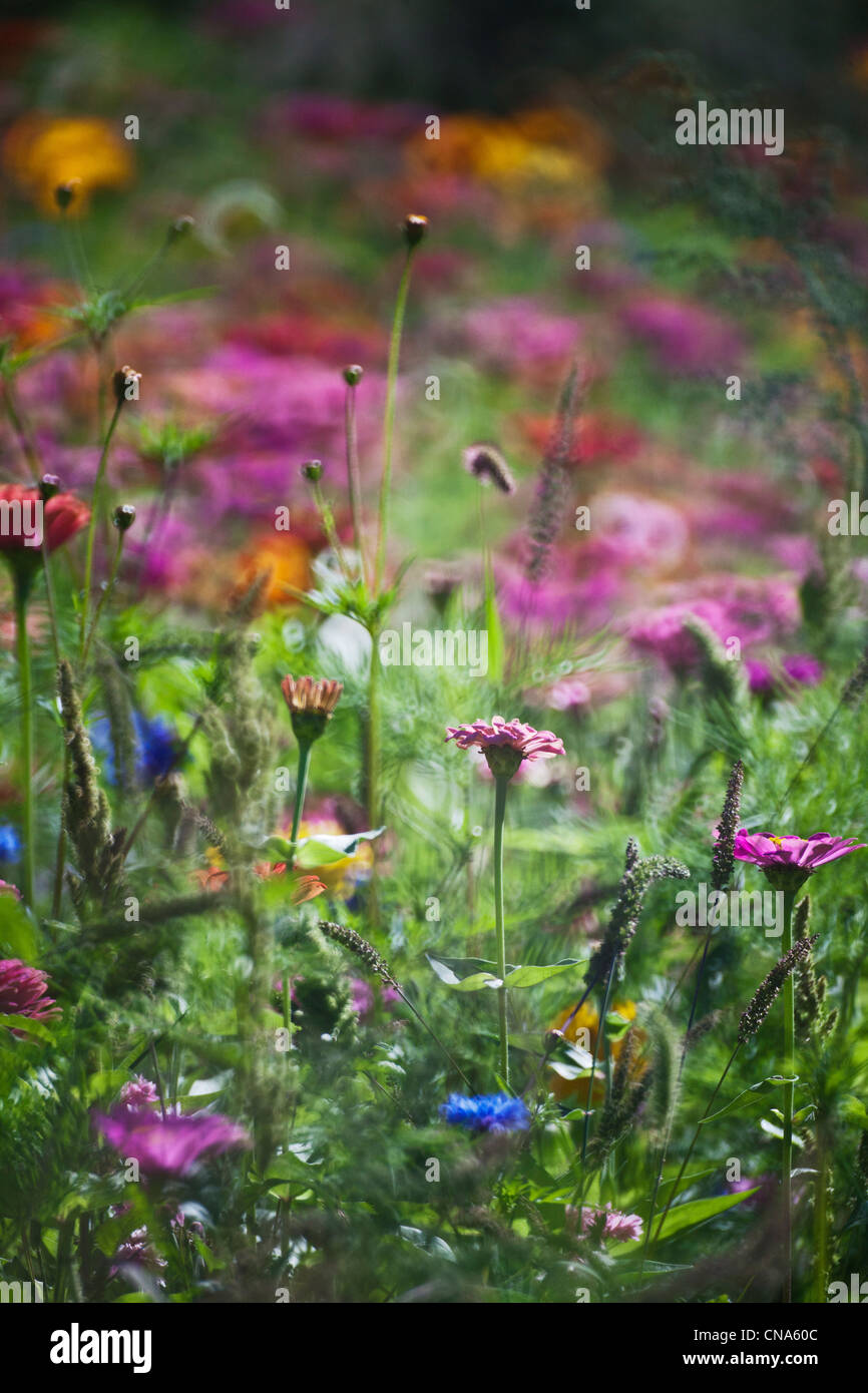 Francia, Lot, intorno Cajarc, maggese fiori Foto Stock