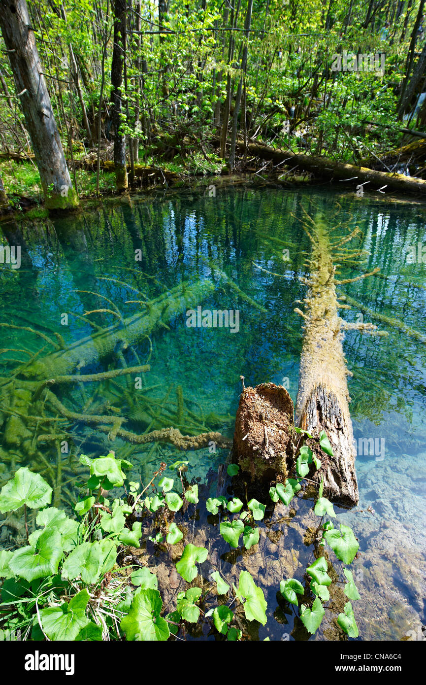Pietrificati alberi caduti in un stagno . Laghi di Plitvice ( Plitvička ) Lakes National Park, Croazia. Un sito Patrimonio Mondiale dell'UNESCO Foto Stock