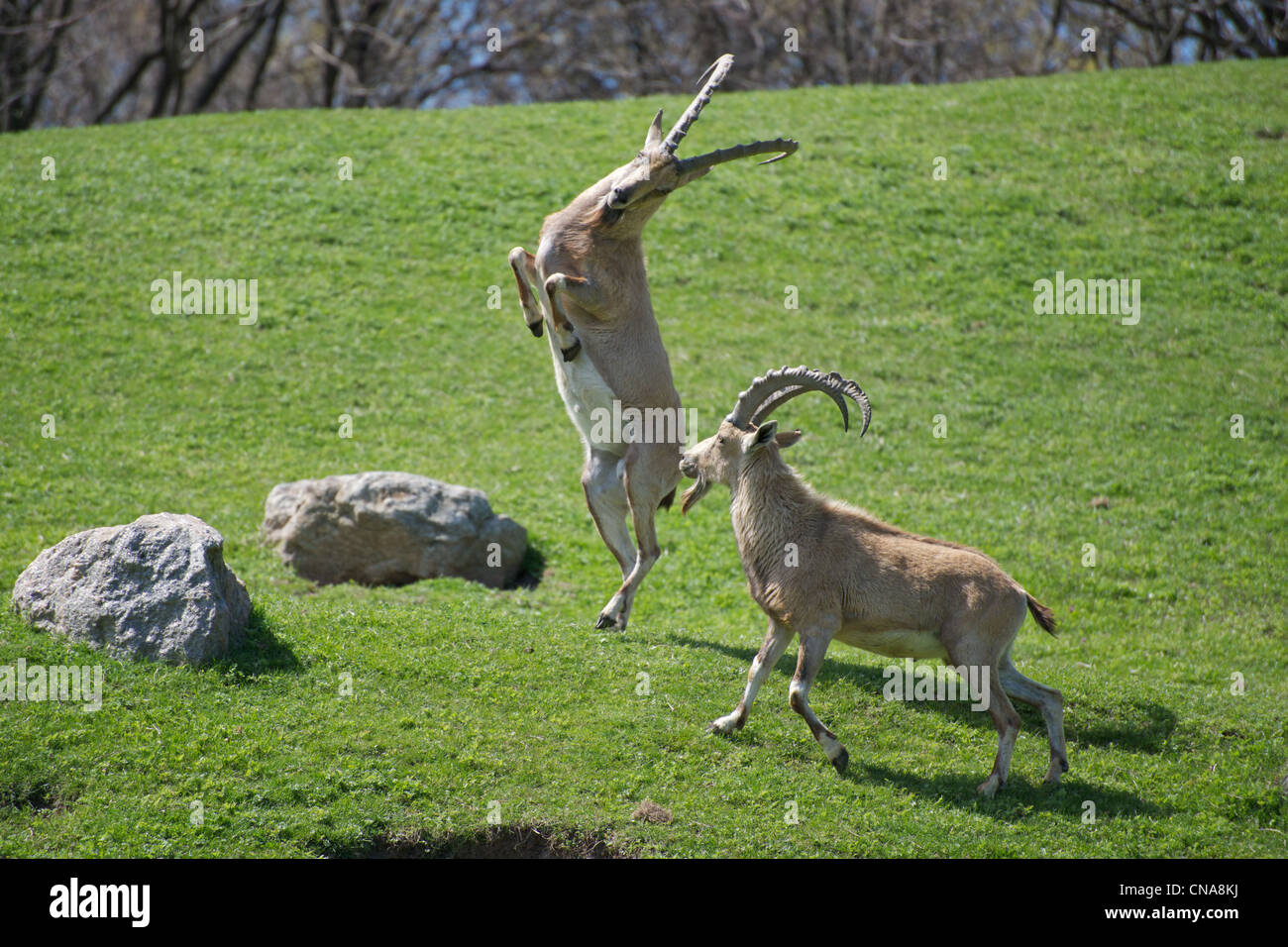 Nubian stambecchi (capre) strappi al Bronx Zoo Foto Stock
