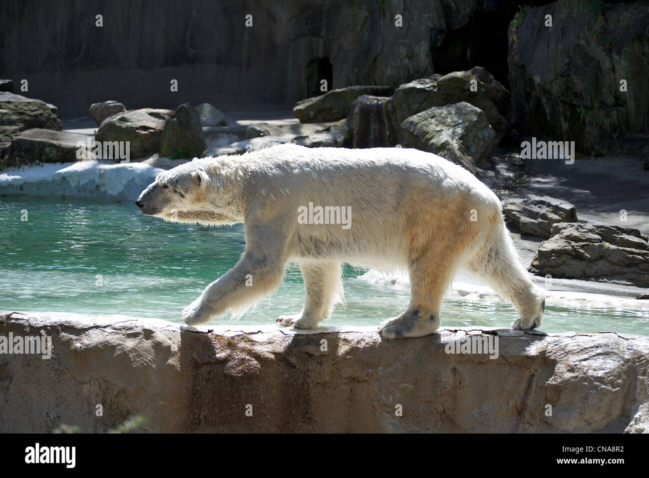 Orso polare fa una passeggiata lungo il bordo dell'acqua presso il Bronx Zoo Foto Stock