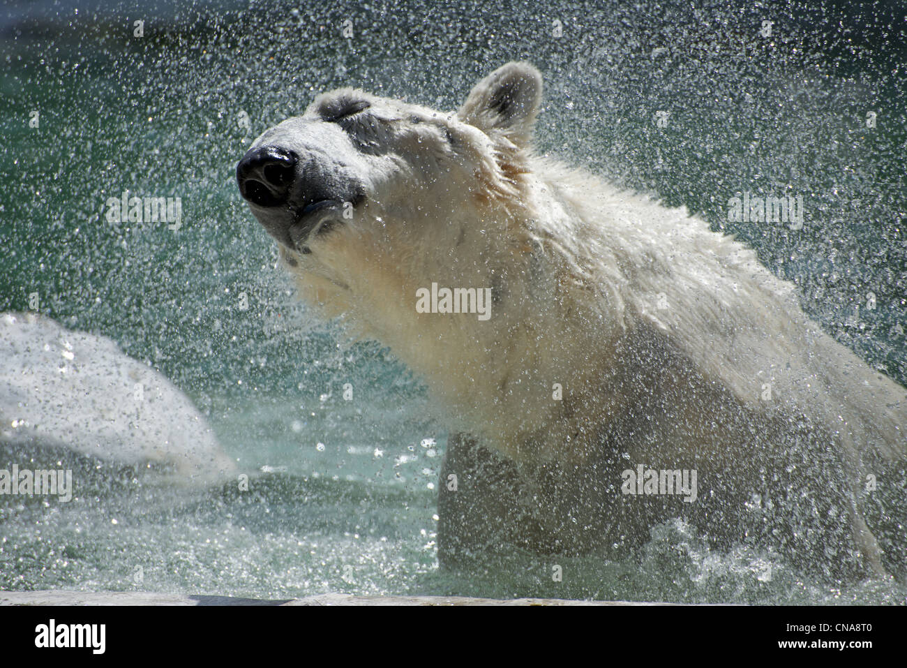 Orso polare al Bronx Zoo agitando l'acqua mentre facendo una nuotata. Foto Stock