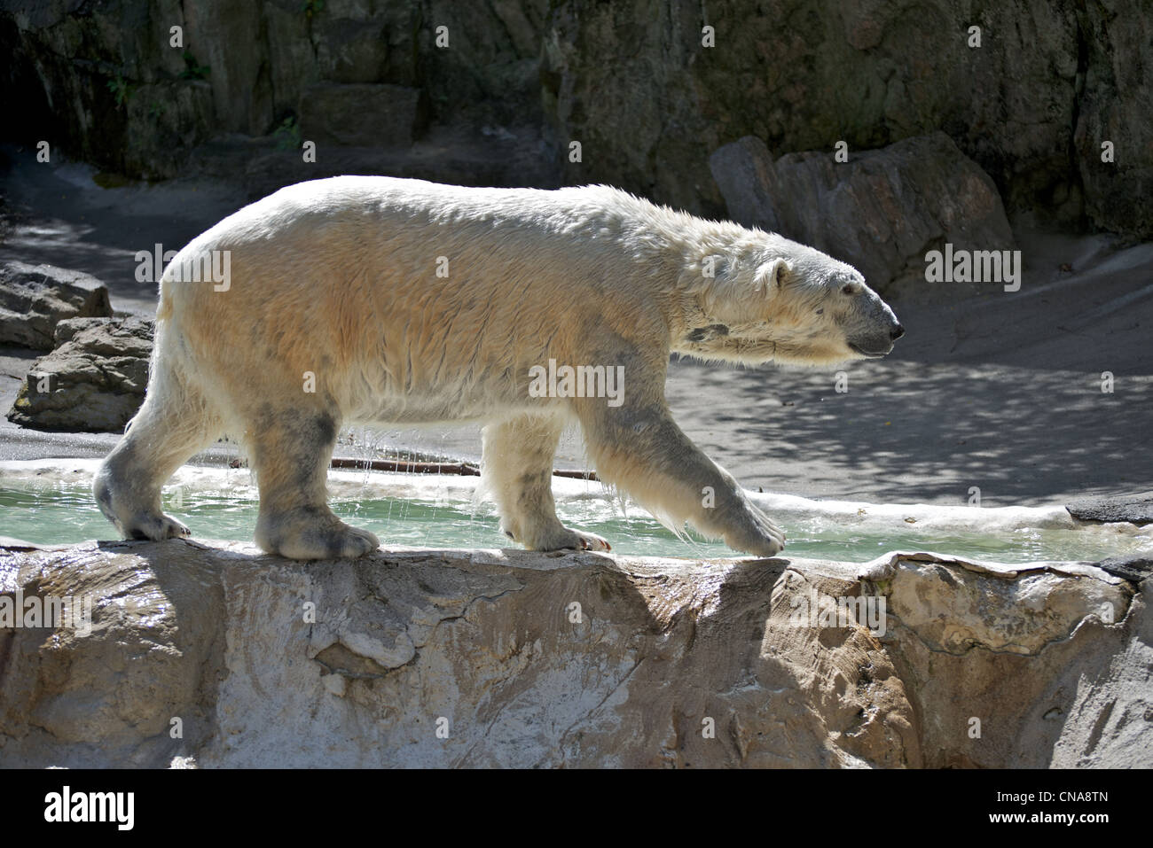 Orso polare sembra sorrisi come egli fa una passeggiata lungo il bordo dell'acqua presso il Bronx Zoo Foto Stock