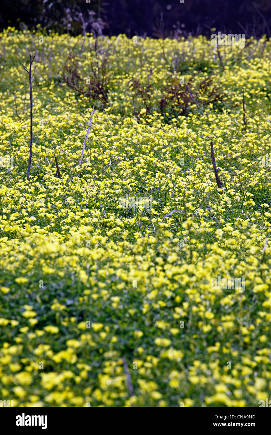 A molla giallo fiori di prato di Selinunte, Sicilia, Italia Foto Stock