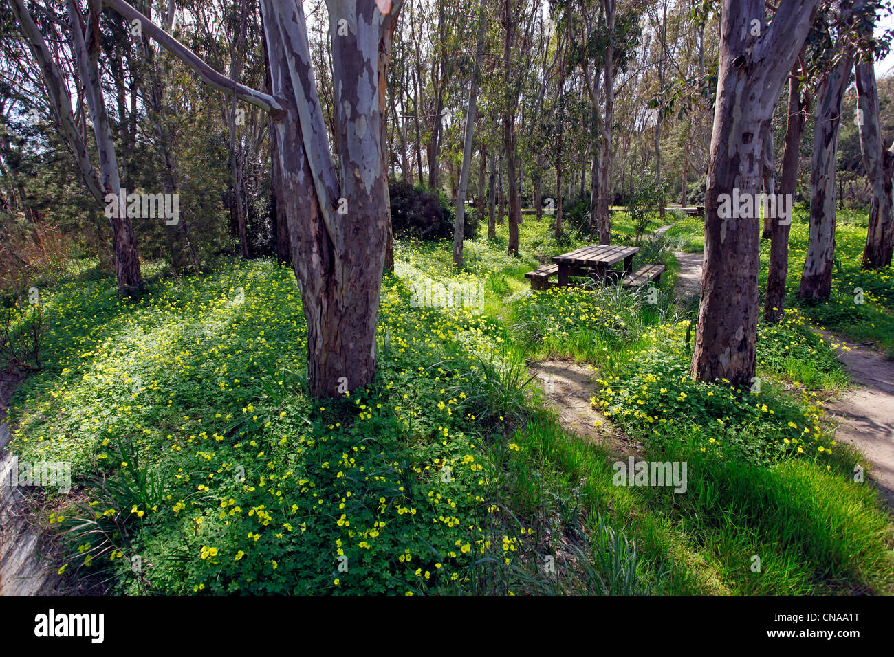 Molla gialla prato fiori in una radura del bosco in Selinunte, Sicilia, Italia Foto Stock