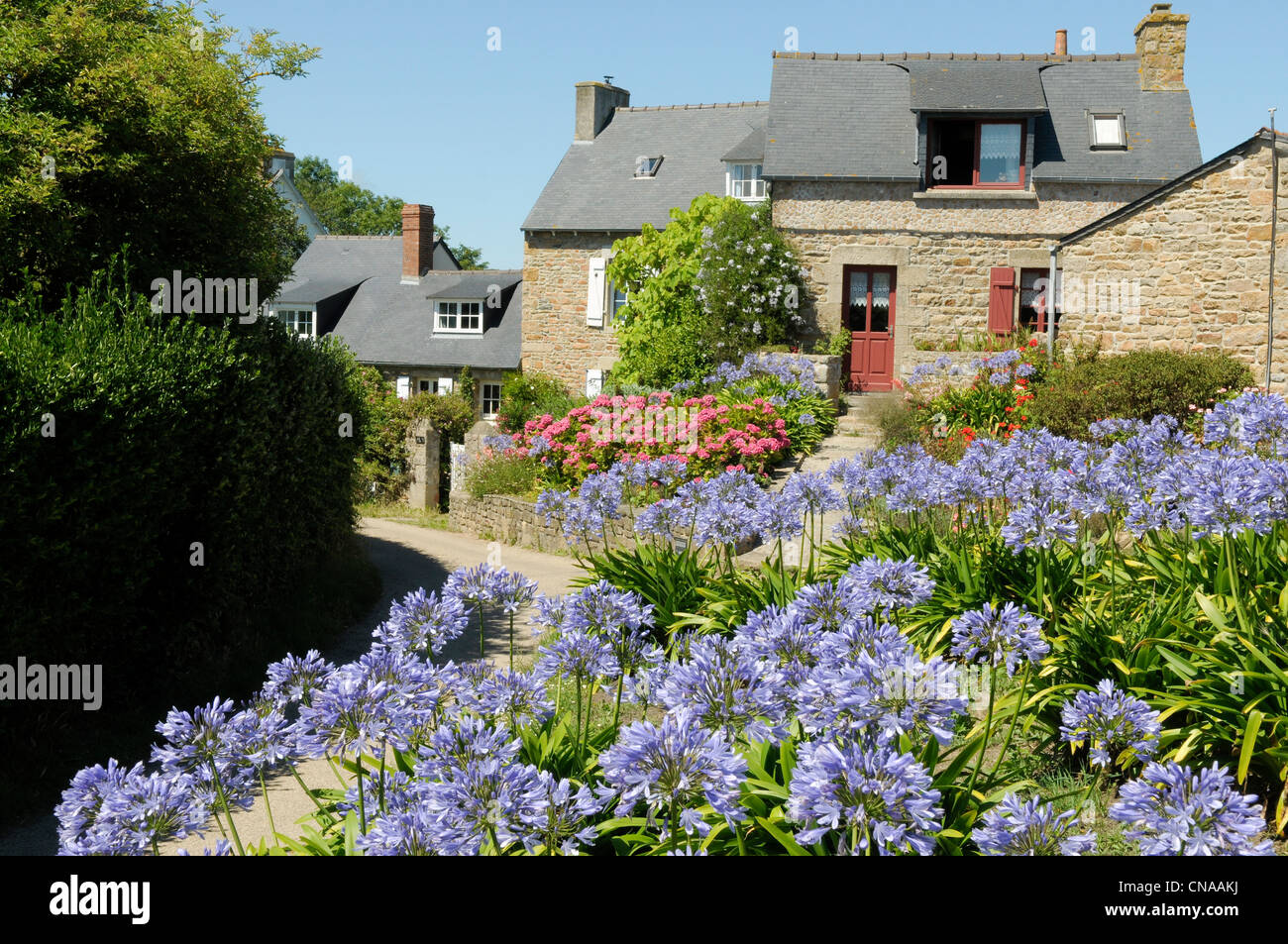 Francia, Cotes d'Armor, Brehat island, casa massiccia e agapanthus brehatine Foto Stock