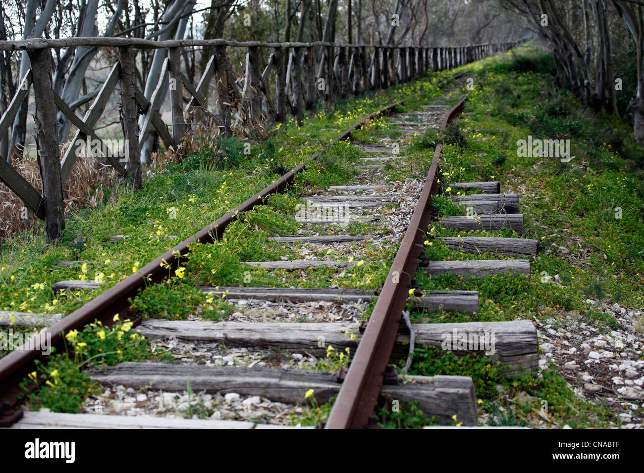 I binari di una ferrovia in disuso linea che corre attraverso gli alberi in un bosco nei pressi di Selinunte, Sicilia, Italia Foto Stock