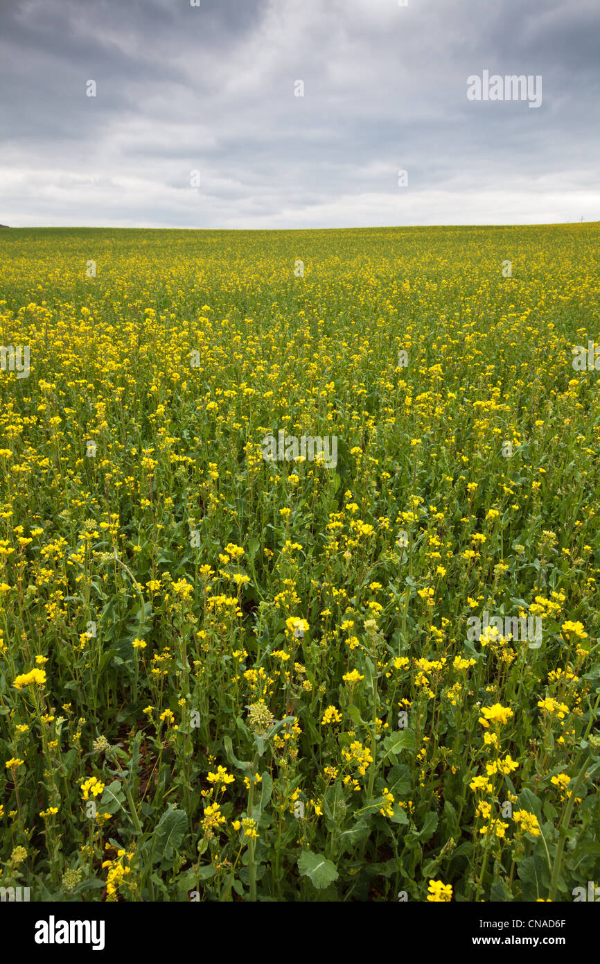 Campo di colza in Suckley,Worcestershire,Inghilterra Foto Stock