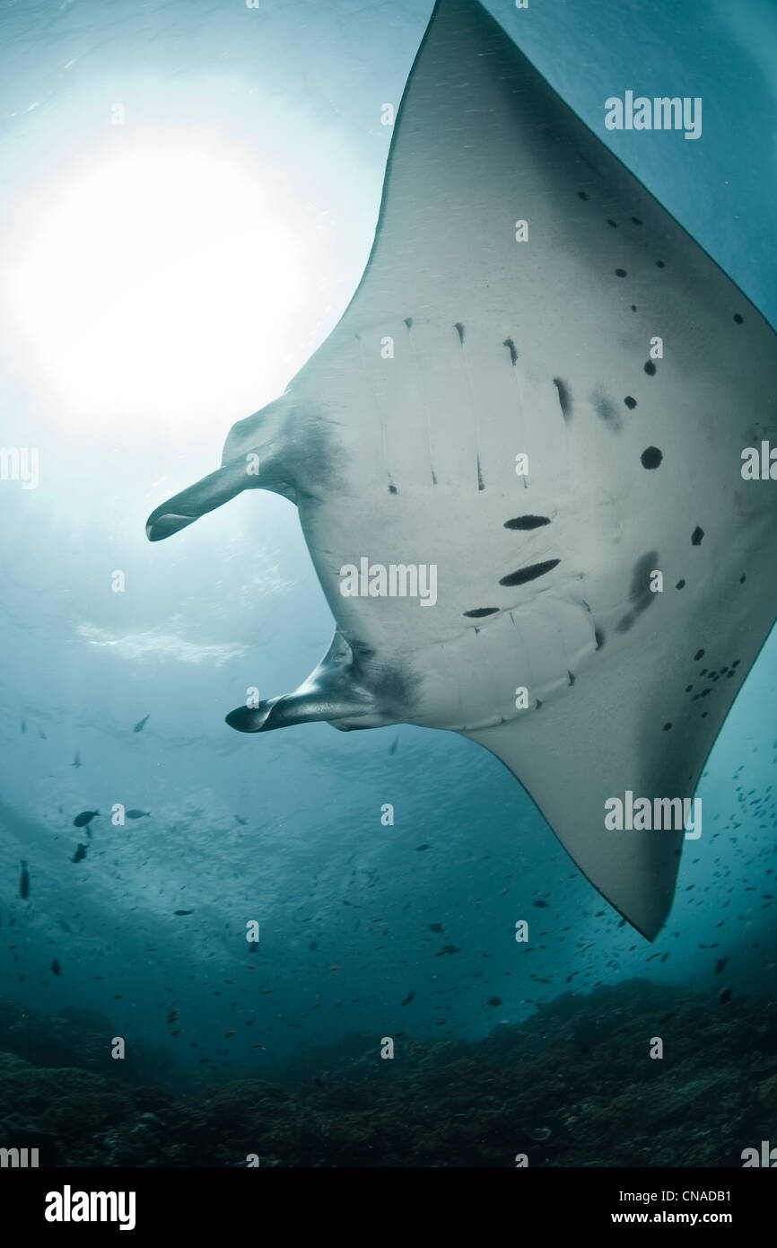 Una manta ray, Manta alfredi, piomba attraverso una corrente-spazzato il canale dove si possono alimentare su zooplancton. Komodo, Indonesia, Pacific Foto Stock