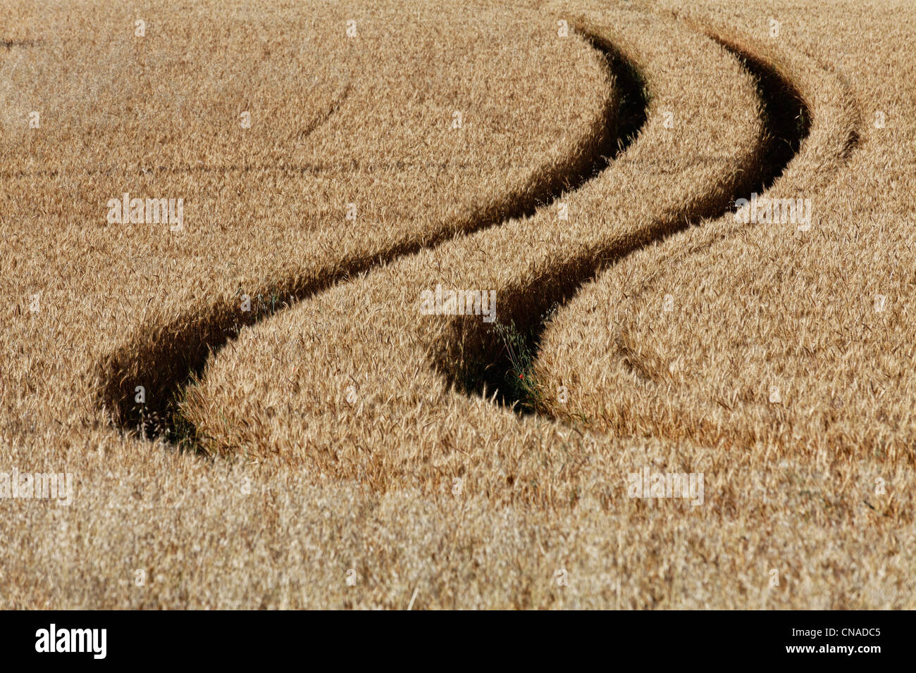 Francia, Puy de Dome, Limagne pianura, il trattore via in un campo di cereali Foto Stock