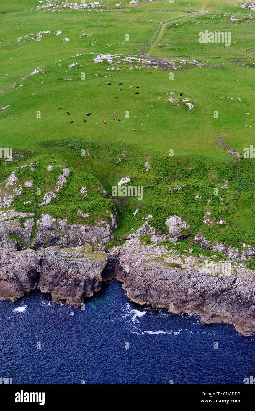 Regno Unito, Scozia, Ebridi Interne, isola di Islay, mandria di mucche di fronte al mare sulla Rinns di Islay (vista aerea) Foto Stock