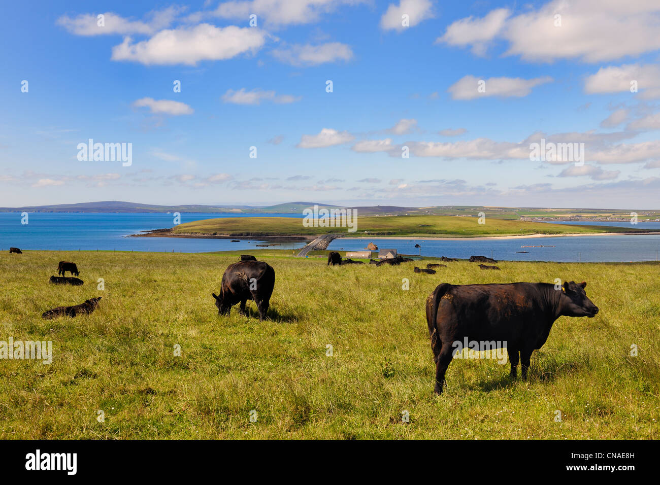 Regno Unito, Scozia, isole Orcadi, Isola di Burray, mandria di mucche e uno di quattro barriere Churchill connesse con l'isola Foto Stock