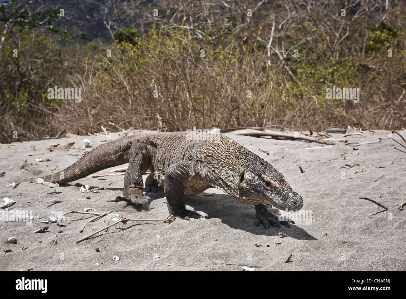 Un drago di Komodo, Varanus komodoensis, vaga lungo una spiaggia deserta dove la caccia di prede. Foto Stock