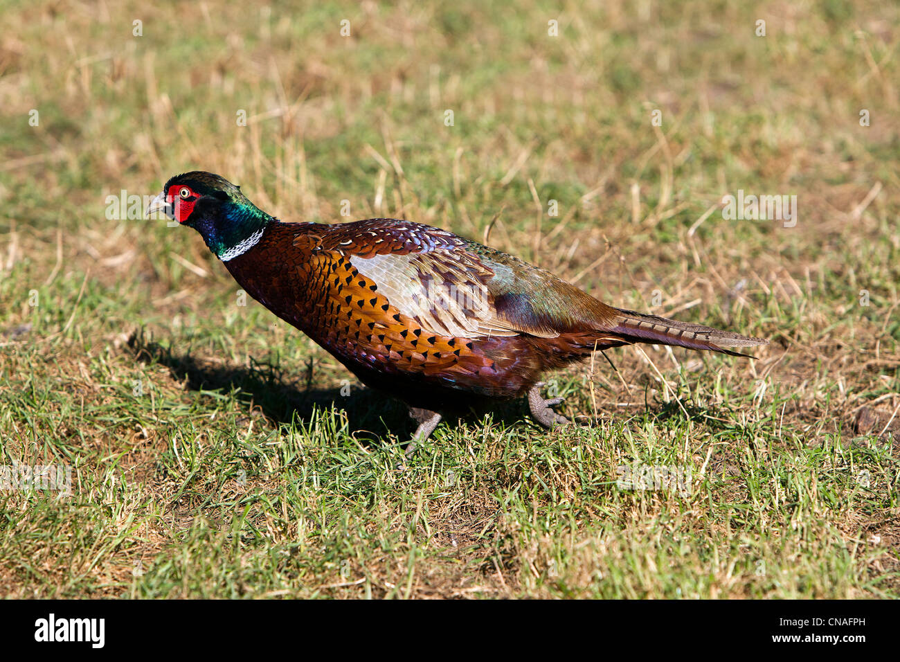 Francia, Bas Rhin, fagiano comune (Phasianus colchicus) Foto Stock