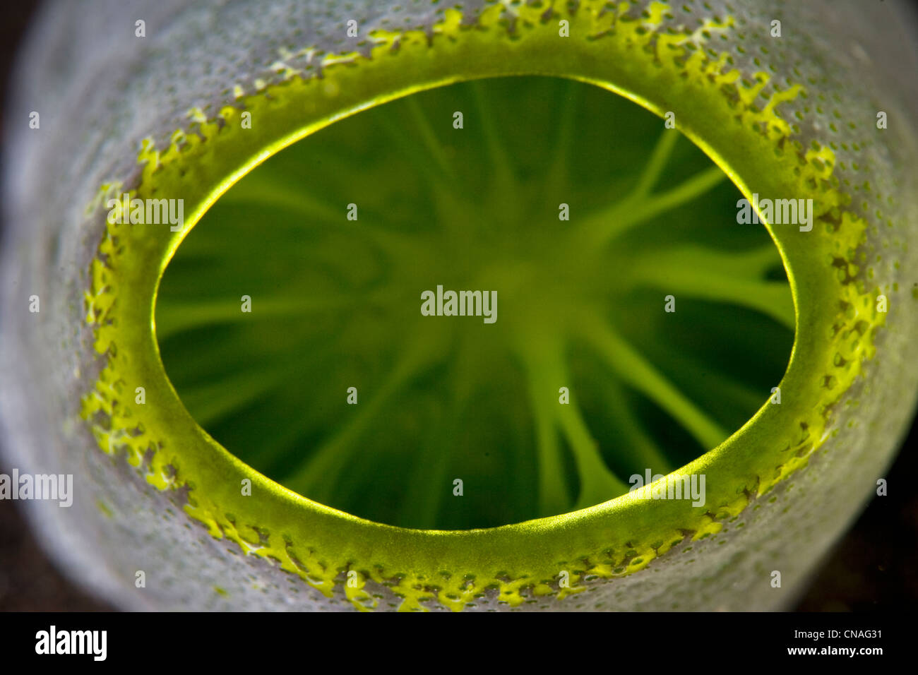 La grande apertura cloacale di tunicate, Didemnum molle, porti procarioti simbiotici, Prochloron. Komodo, Indonesia, Pacific Foto Stock
