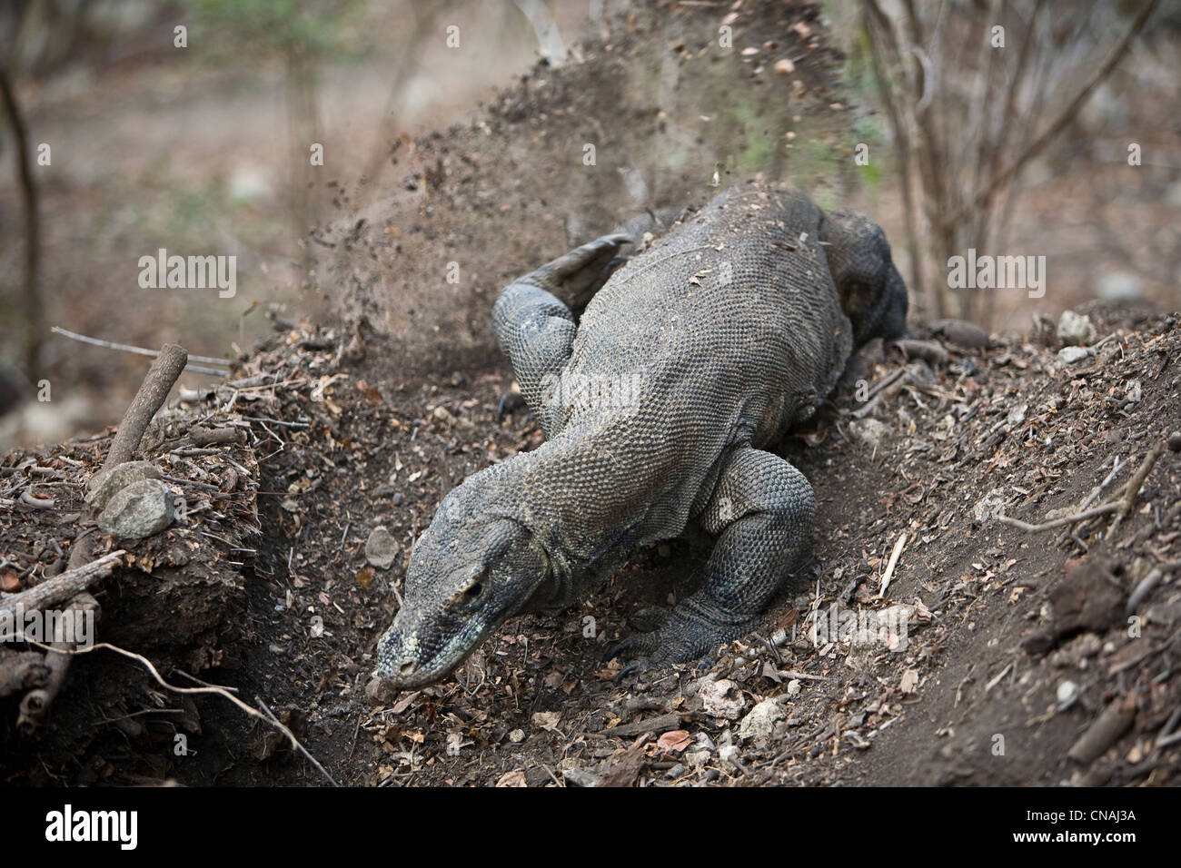 Un drago di Komodo, Varanus komodoensis, scava un nido megapode per trovare e mangiare le uova di uccello. Isola di Komodo, Indonesia. Foto Stock