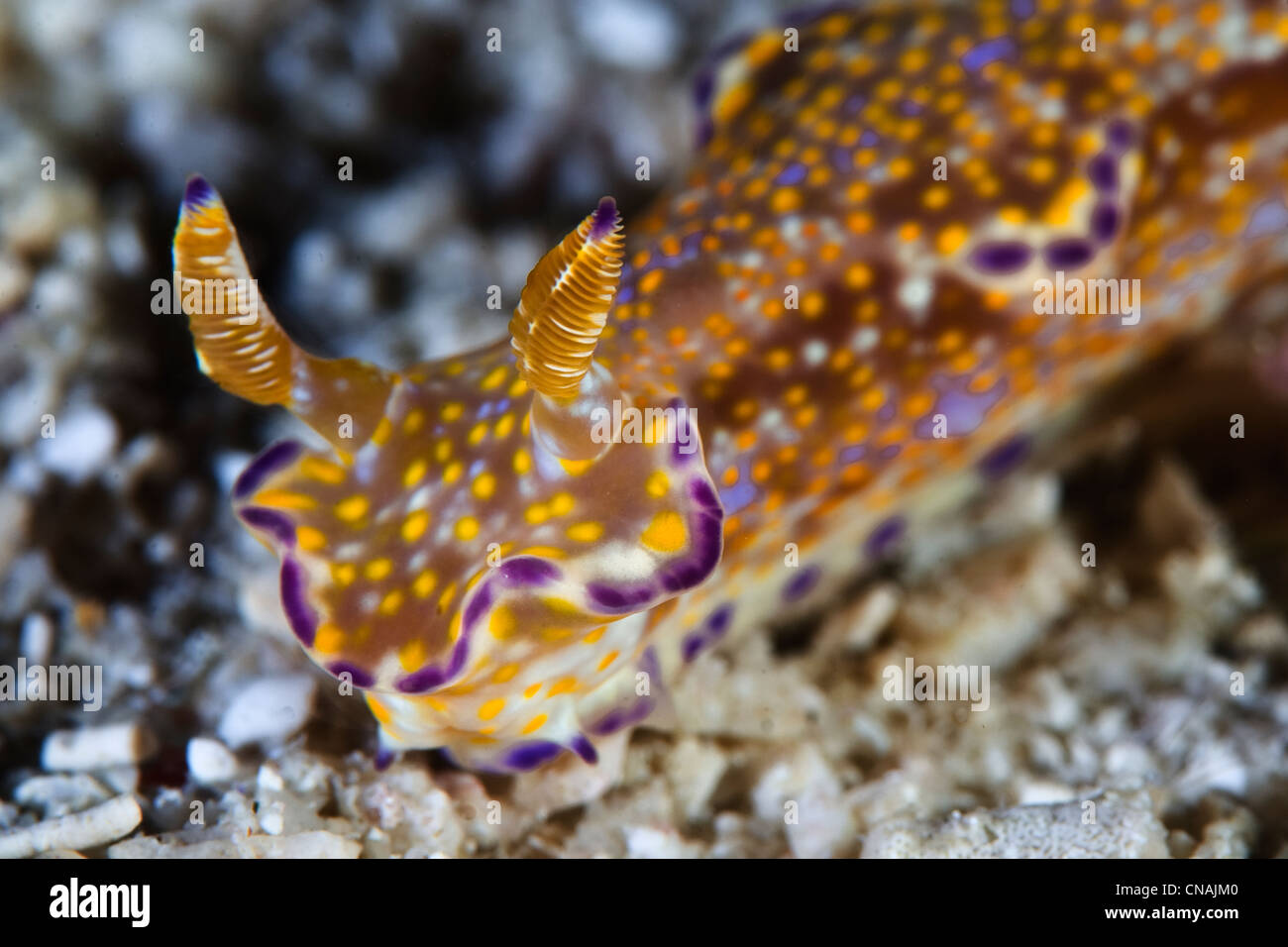 A molti-lobate nudibranch, Ceratosoma tenue, utilizza i suoi organi sensoriali, rhinophores e tentacoli orali, per spostarsi attraverso una barriera corallina di sabbia. Foto Stock