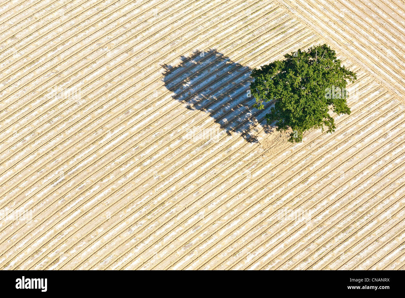 Francia, Loire-Atlantique, Rougé, tree (fotografia aerea) Foto Stock