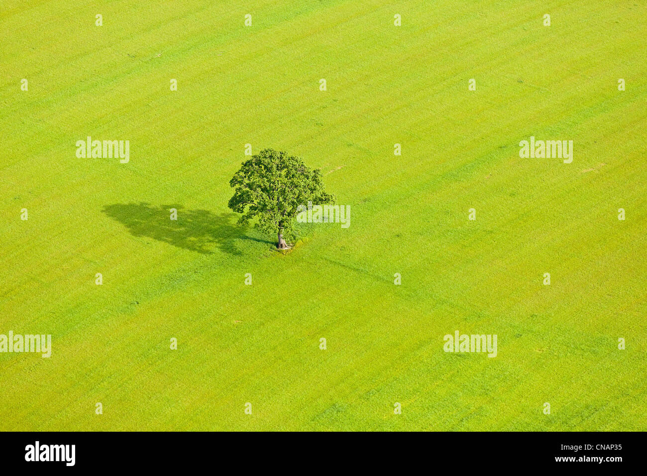 Francia, Loire-Atlantique, Sainte-Pazanne, un albero in un campo verde (fotografia aerea) Foto Stock