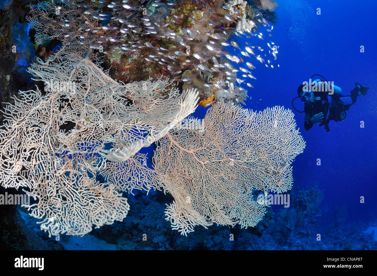Egitto, Mar Rosso, una barriera corallina con ventola-coralli (Subergorgia hicksoni) e un subacqueo Foto Stock