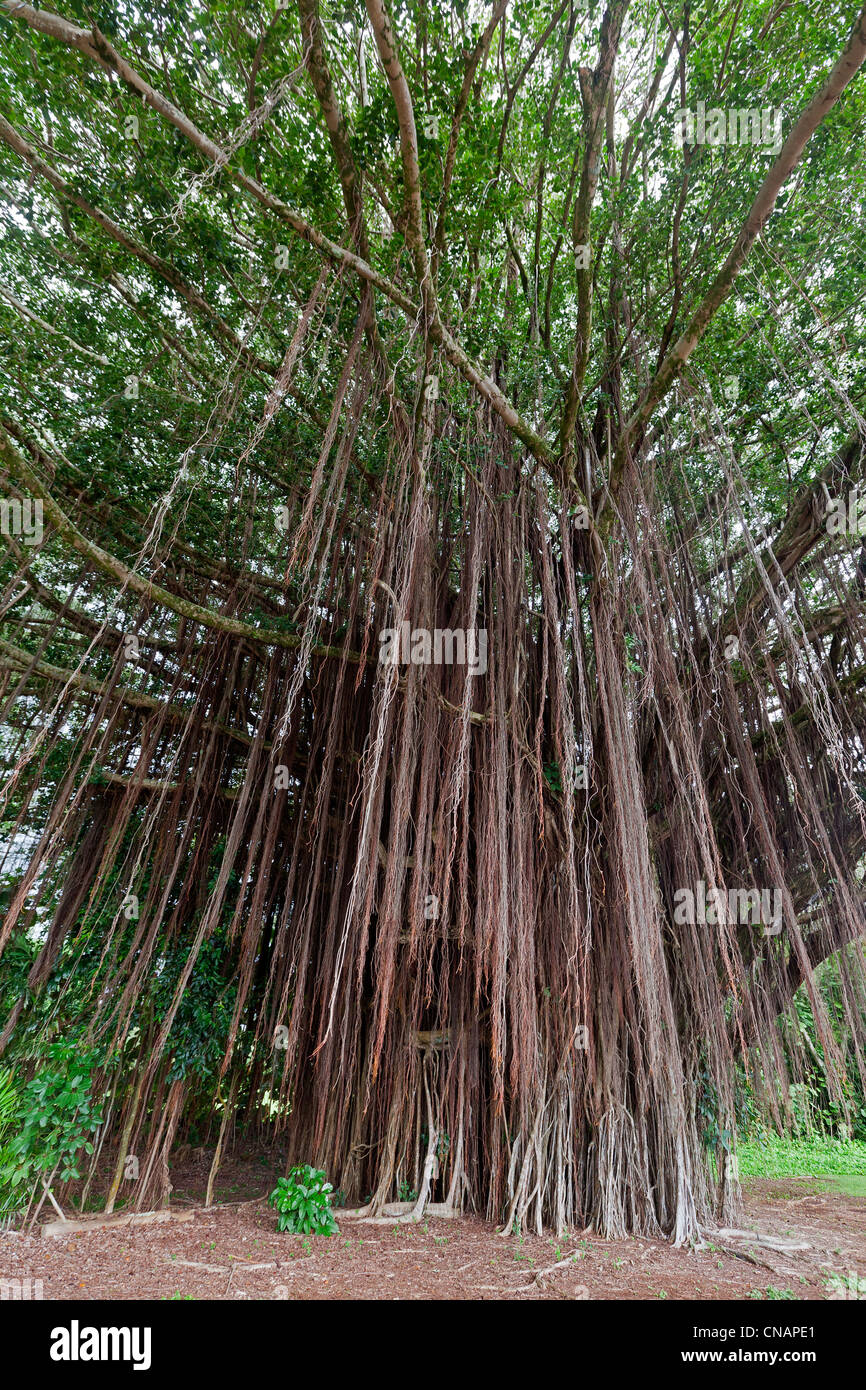 Stati Uniti, Hawaii, Big Island, Hilo, la foresta tropicale, banyan fig o banyan tree di India (Ficus benghalensis) Foto Stock
