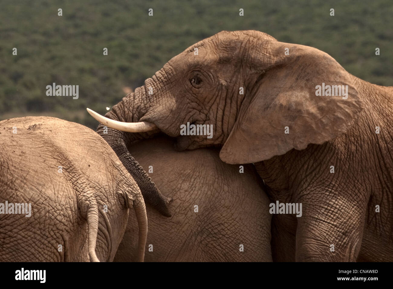 Bull Rapping, Elephant, Addo Elephant Park, Garden Route, Sudafrica Foto Stock