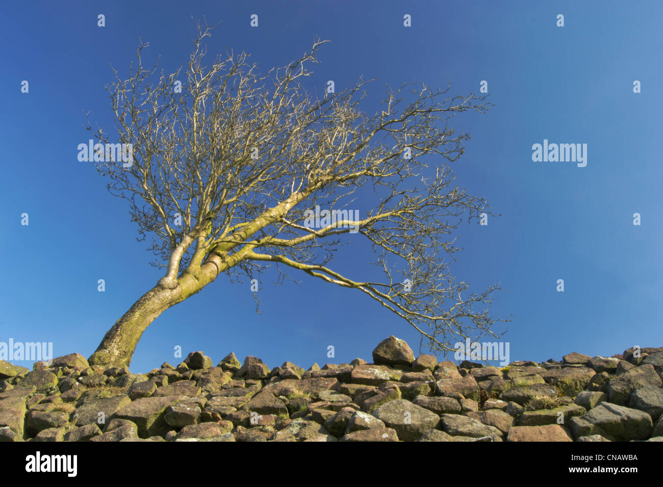 Albero che cresce su un muro di pietra il roaches Foto Stock