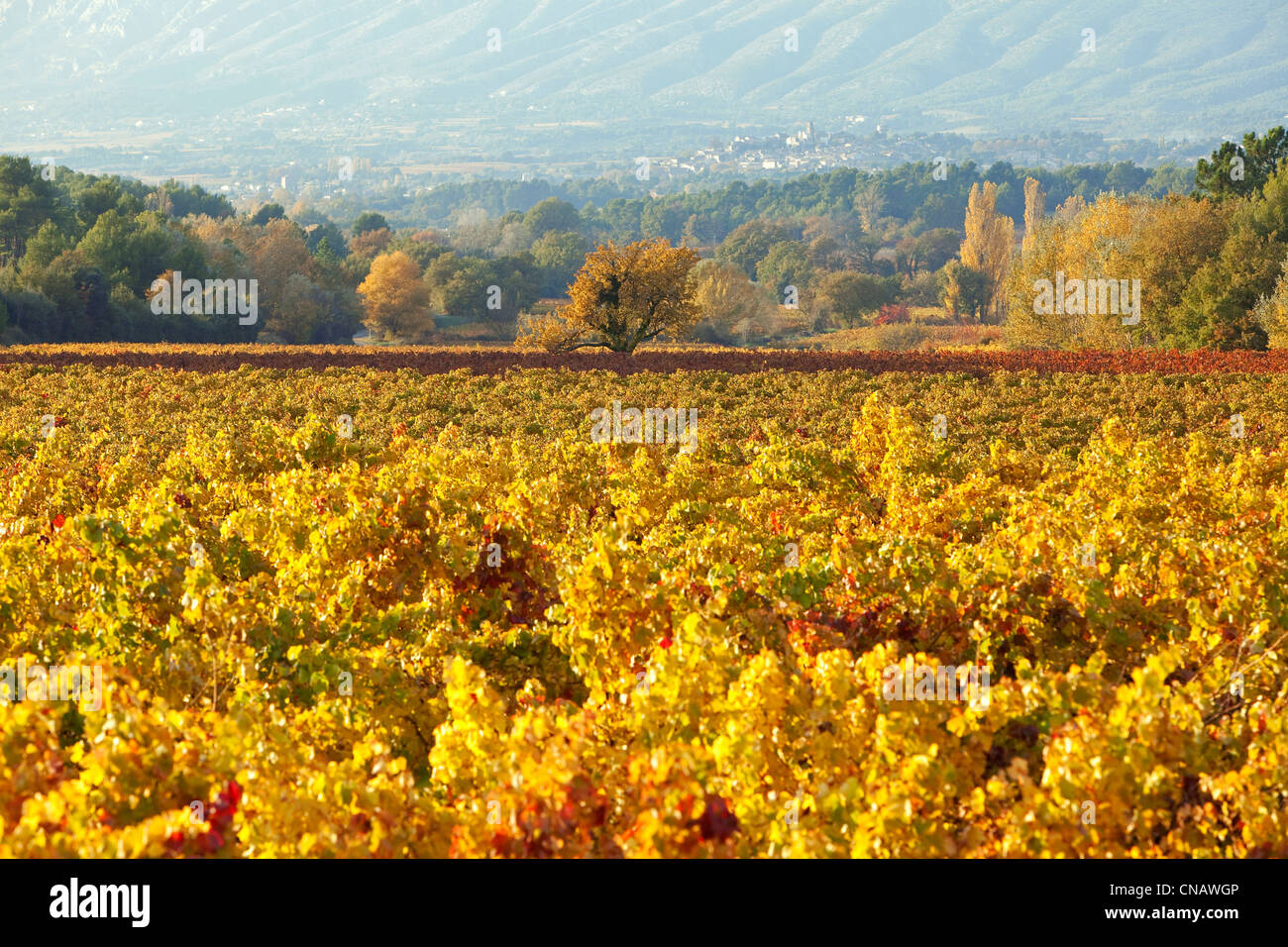 Francia, Var, Provence Verte (Provenza Verde), Pourrieres, vite AOC Cotes de Provence Foto Stock