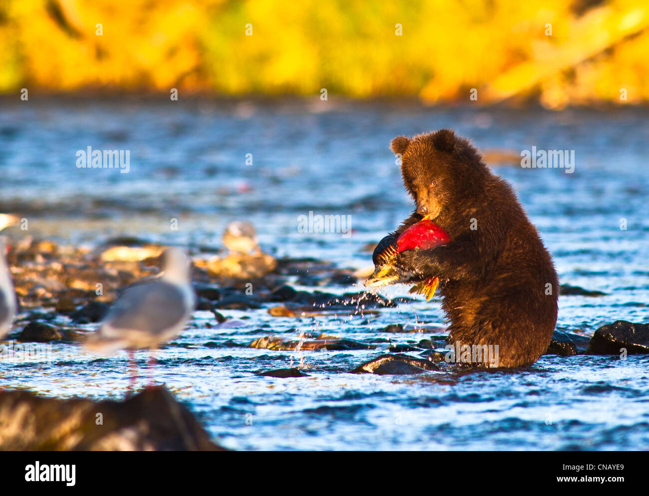 Giovani Brown Bear Cub in piedi sulle zampe posteriori le catture il suo primo salmone nel fiume russo, Penisola di Kenai, Alaska, Autunno Foto Stock